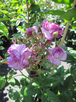 Kletterrose Rosemarie Viaud2